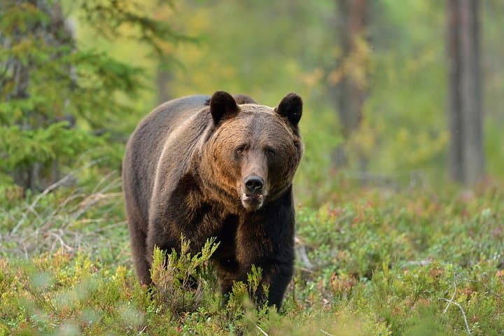 Sunset Brown Bear Watch in the Carpathians — Small-Group from Brașov