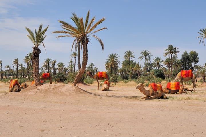 Palm Grove Camel Ride Near Marrakech: Half-Day Camel Trek & Berber Tea photo 2
