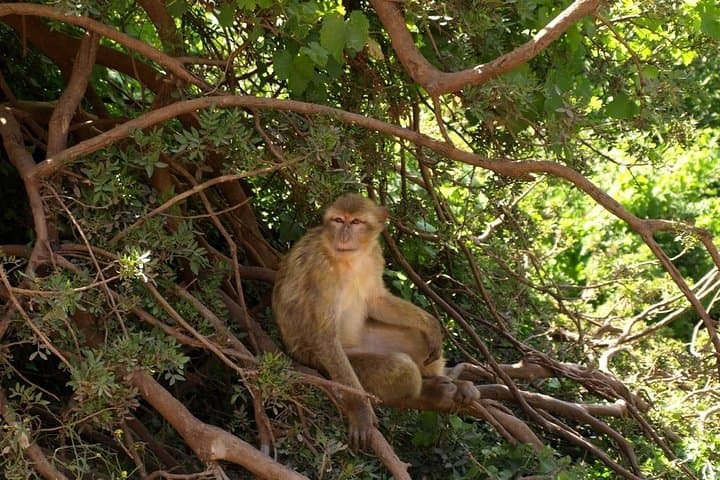 Marrakech to Ouzoud Waterfalls Day Trip — Guided Hike & Boat Ride photo 3