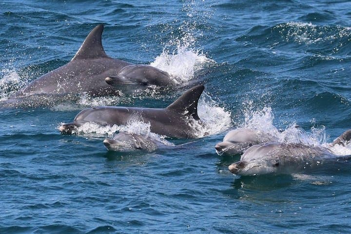 Jervis Bay Dolphin Cruise — Close-Up Bottlenose Dolphin Encounter