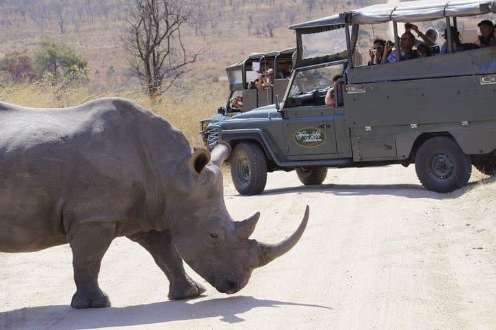 Full-Day Kruger Safari from Hazyview — Open-Vehicle Wildlife Experience photo 4