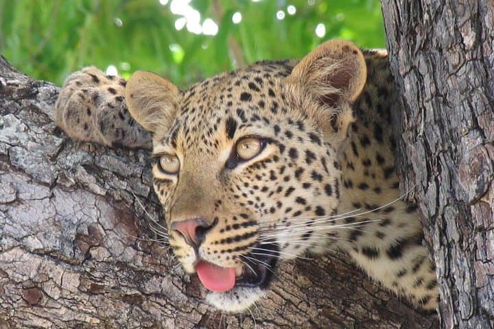 3-Day Private Kruger Park Safari: Open-Vehicle Game Drives & Restcamp Stays