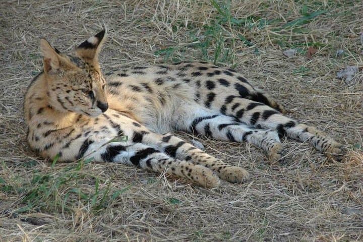 Blyde Dam Cruise & Moholoholo Rehab Day Tour from Hazyview — Hippos, Kadishi Tufa & Wildlife Rescue photo 2