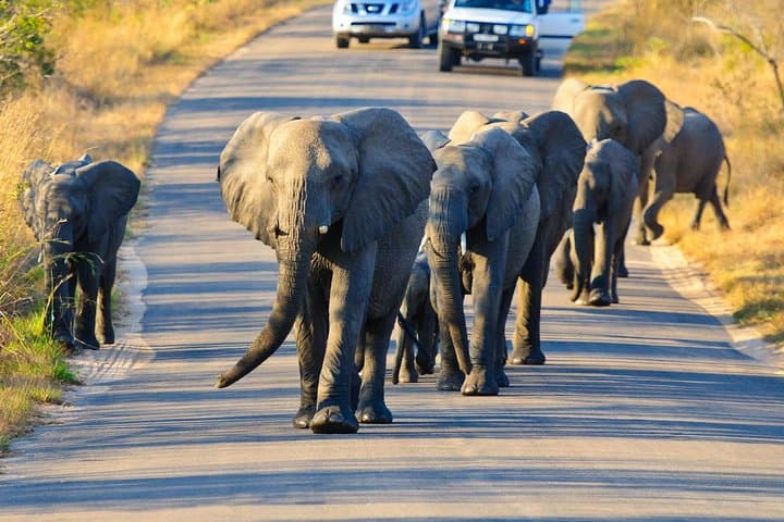 Under Canvas: 4-Day Private Kruger Safari with Open-Vehicle Game Drives photo 2
