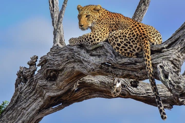 Private Full-Day Kruger Park Safari from Hazyview or Skukuza photo 3