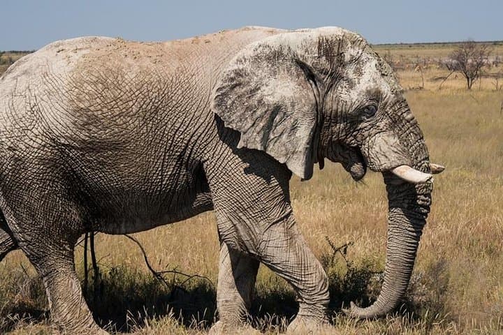 6-Day Dunes and Wildlife Safari from Windhoek — Sossusvlei to Etosha