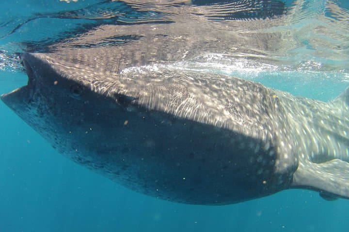 Whale Shark Snorkel from Cancun — Small-Group Boat Tour with Reef Stop