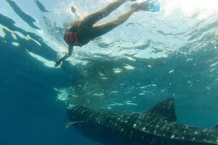 Swim with Whale Sharks from Holbox Island: Day-Trip Guide