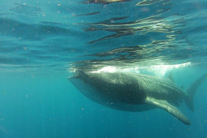 Swim with Whale Sharks from Holbox Island: Day-Trip Guide photo 2