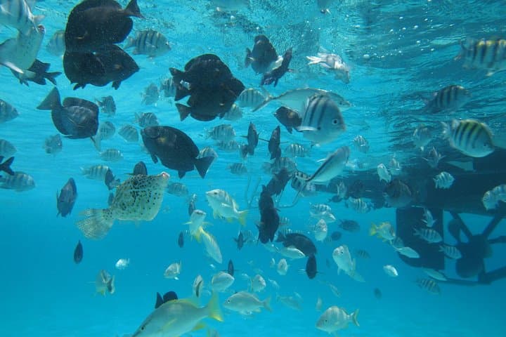 Stingray City Experience: Snorkel with Grand Cayman's Wild Rays