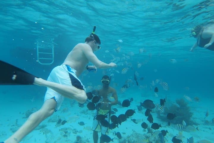 Stingray City Snorkel: Sandbar Meet-and-Greet with Coral Gardens & Barrier Reef