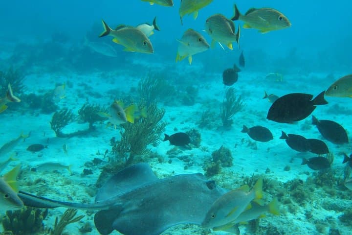 Stingray City Snorkel Tour with Beach Lunch — Grand Cayman North Sound
