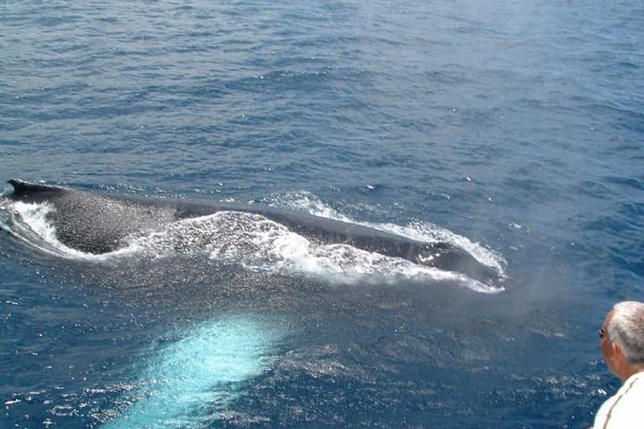 St Lucia Whale and Dolphin Safari: Premium Power Cat Cruise from Castries photo 2