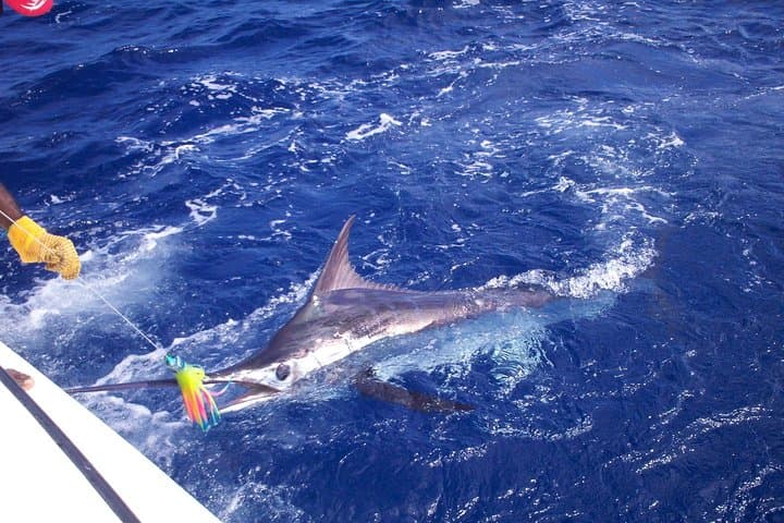 Private Big-Game Fishing Charter in St Lucia — Blue Marlin, Sailfish & Wahoo photo 1