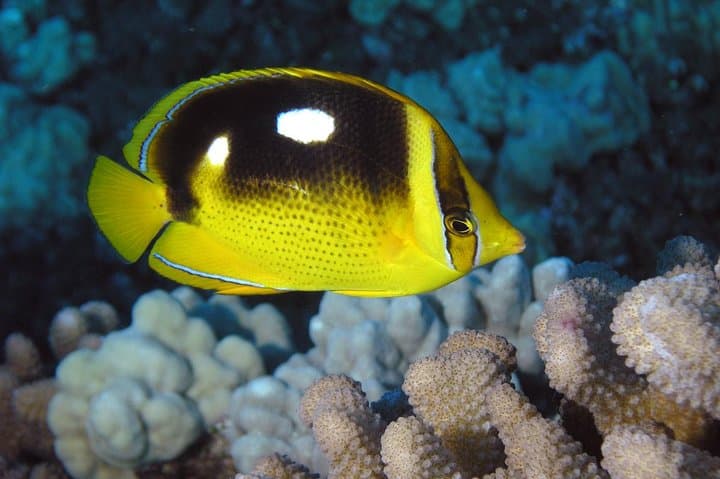 Two-Tank Dive to Lanai Cathedrals — Small-Group Certified Trip from Lahaina photo 2