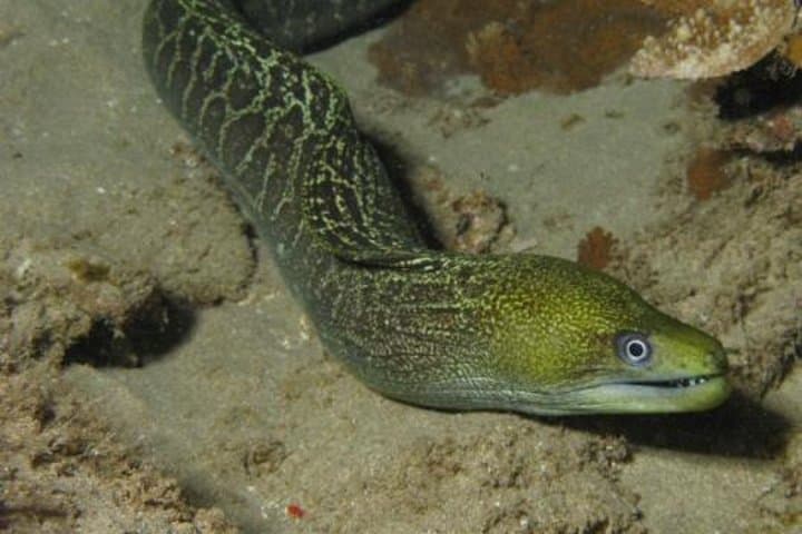 Maui Night Certified Scuba Diving Tour — Lahaina Shore Dive for Certified Divers photo 2