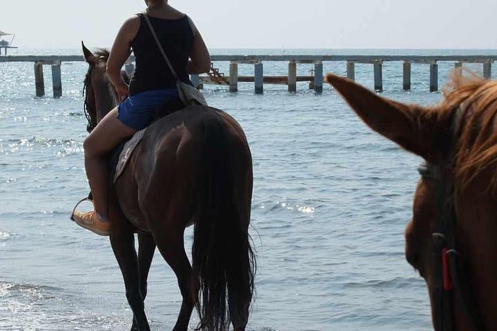 Pine-Forest Horseback Ride in Bodrum: 2-Hour Guided Trail with Hotel Transfer photo 4