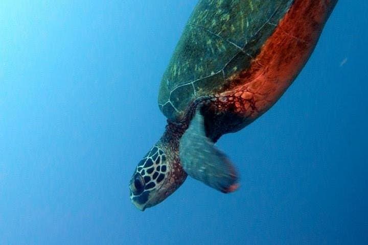 Oahu Deep Wreck Dives: Small-Group Shipwreck & Reef Adventure photo 2
