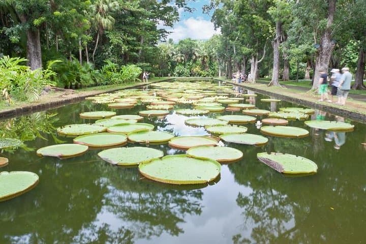 Private North Mauritius Day Tour: Pamplemousses Botanical Garden, Sugar Museum & Rum Tasting