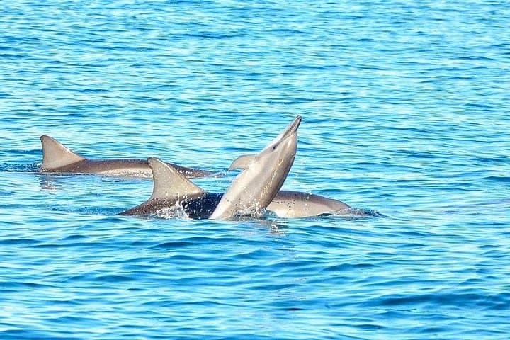 Swim with Wild Dolphins and Benitiers Island — Mauritius Dolphin and Snorkel Day Trip photo 1