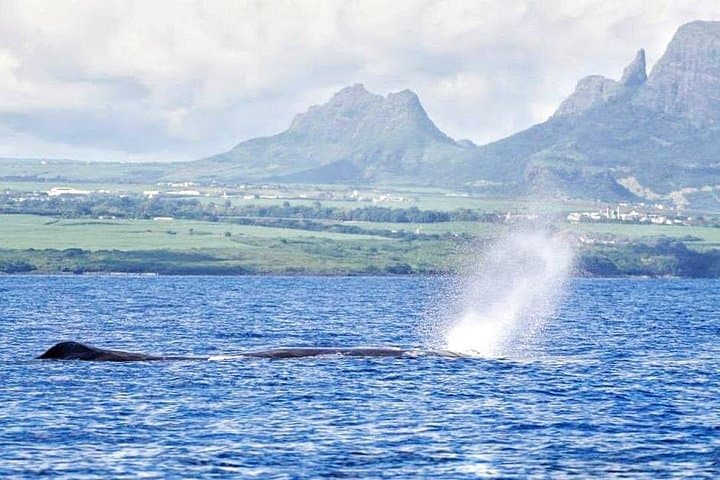Swim With Wild Dolphins and Whale Watching in Mauritius — Tamarin Bay Expedition photo 1