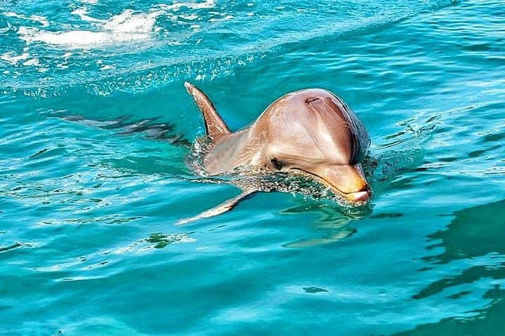 Mauritius Nature Discovery Tour: Swim with Wild Dolphins & Visit La Vanille
