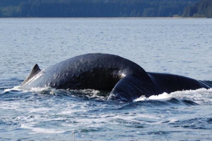 Icy Strait Whale Watching: Humpbacks, Orca & Coastal Wildlife from Icy Strait Point photo 2