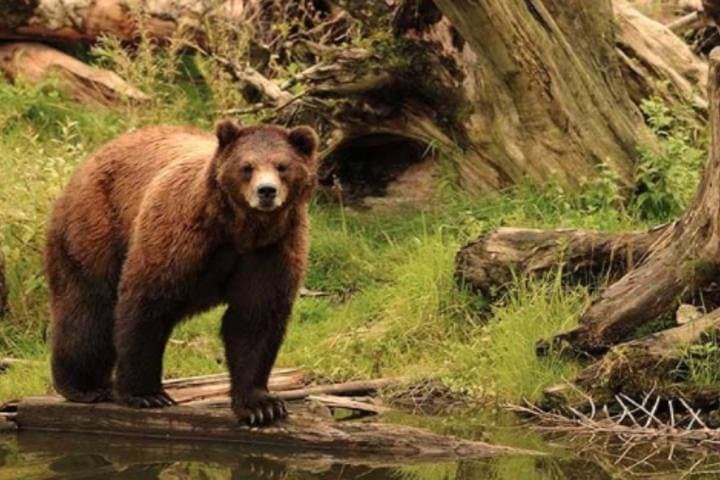 Explore Sitka’s Wildlife and Cultural Heritage: Bears, Raptors, and Totem Art in One Shore Excursion