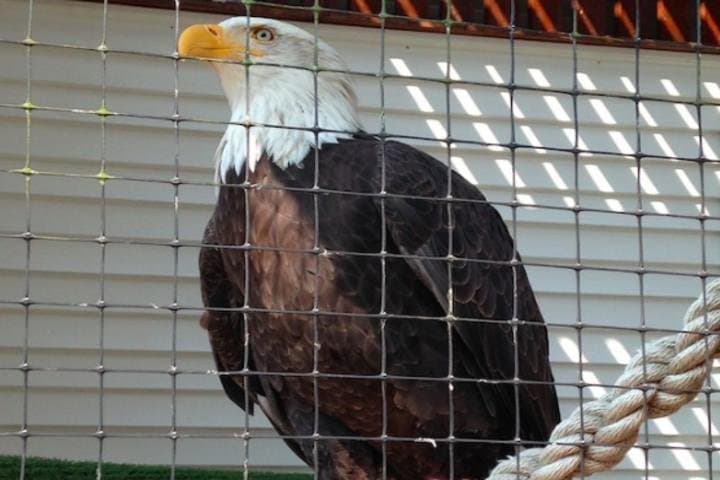 Explore Sitka’s Wildlife and Cultural Heritage: Bears, Raptors, and Totem Art in One Shore Excursion photo 2