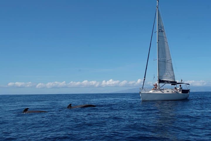 Luxury Tenerife Whale and Dolphin Watching Cruise with Swim & Snorkel photo 2