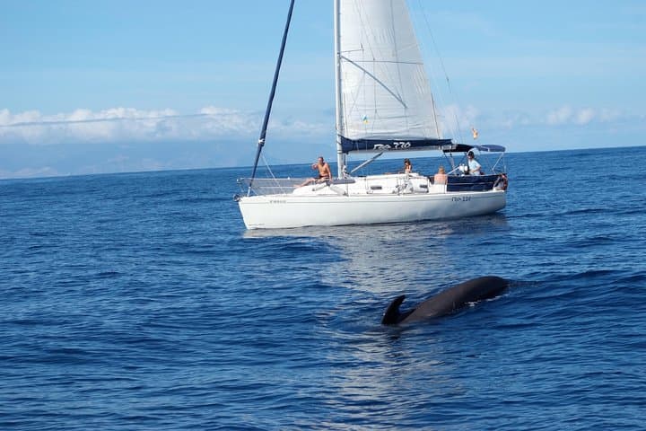 Luxury Tenerife Whale and Dolphin Watching Cruise with Swim & Snorkel