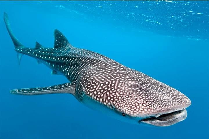 Private Whale Shark Swim From Tulum — Day Trip to Isla Mujeres, Contoy & Holbox photo 2
