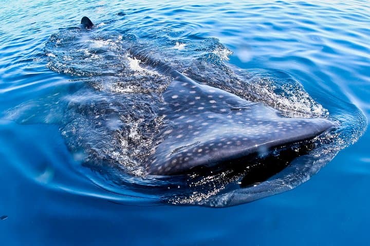 Private Whale Shark Swim From Tulum — Day Trip to Isla Mujeres, Contoy & Holbox photo 3