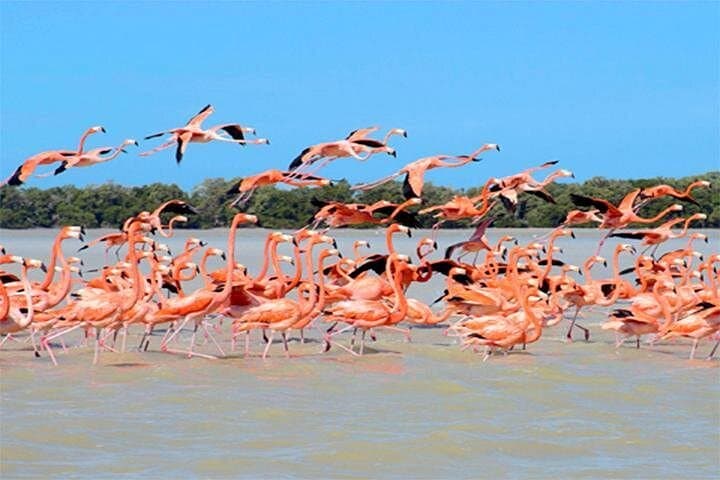 Private 3-Day Yucatán Itinerary: Chichén Itzá, Uxmal, Coba & Celestún from Playa del Carmen photo 1