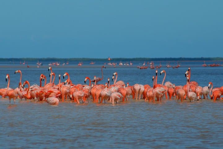 Ek Balam, Flamingo Sanctuary & Tequila Tasting: Private Day Tour from Cancún photo 2