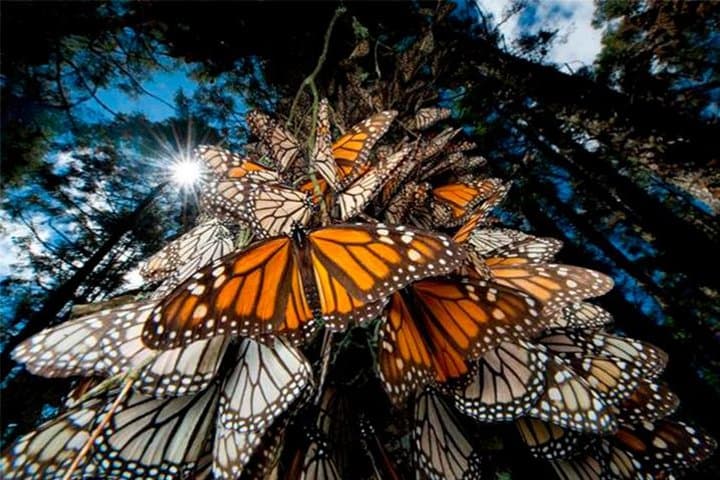 Witness the Monarch Migration: Private Sanctuary Tour from Mexico City