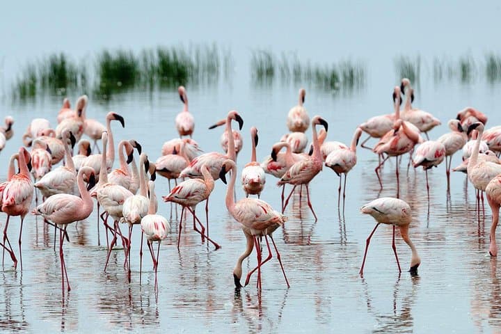 Lake Nakuru Day Trip From Nairobi: Flamingos, Rhinos & Scenic Game Drives photo 4