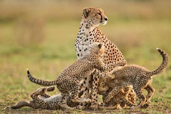 Ngorongoro Crater & Lake Manyara: 2‑Day Wildlife Safari from Arusha photo 2