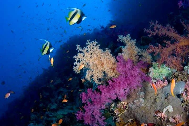 Introductory Scuba Dive in Eilat — Coral Beach Beginner Experience