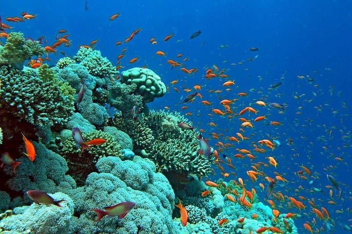 Glass-Bottom Boat Cruise Eilat: See the Red Sea Coral Without Getting Wet photo 2