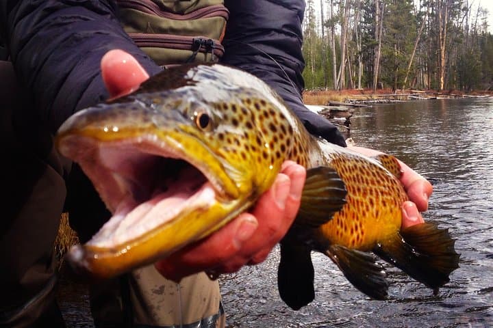 Guided Fly Fishing in Jackson Hole: Full-Day Private Trips on Snake & Yellowstone Rivers photo 2