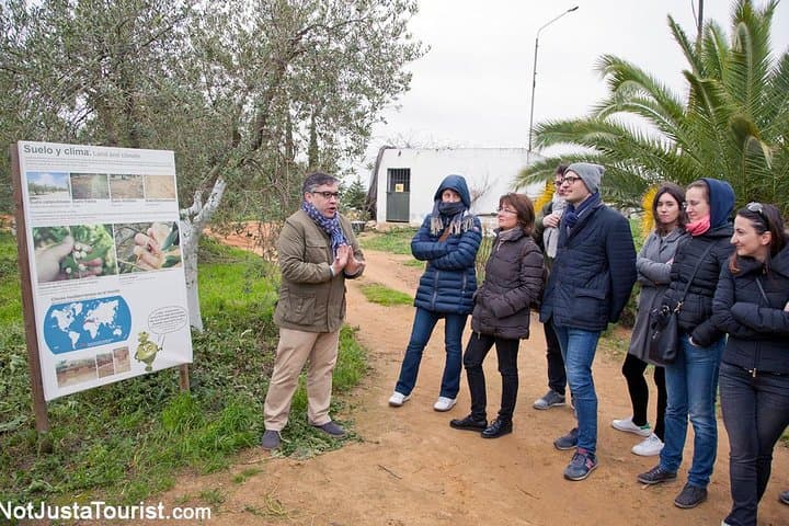Carmona Olive Oil Tasting & Culinary Day Trip from Seville photo 2