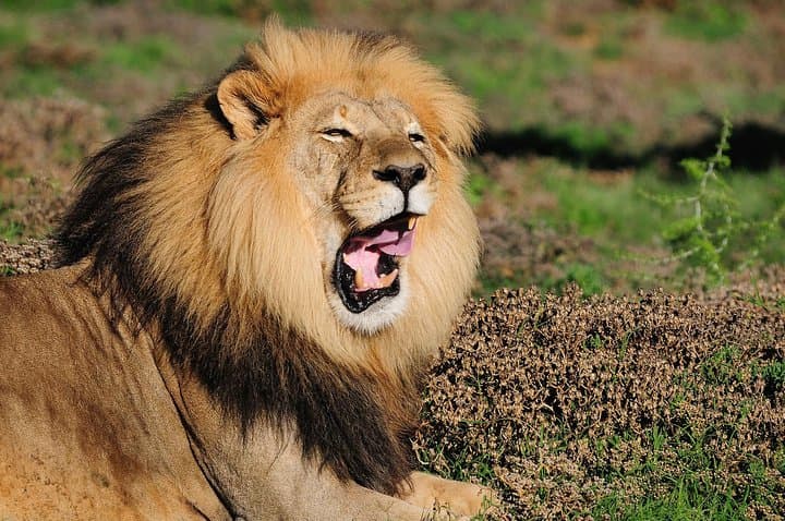 Full-Day Addo Elephant Park Safari from Port Elizabeth - Big Five Game Drive photo 2