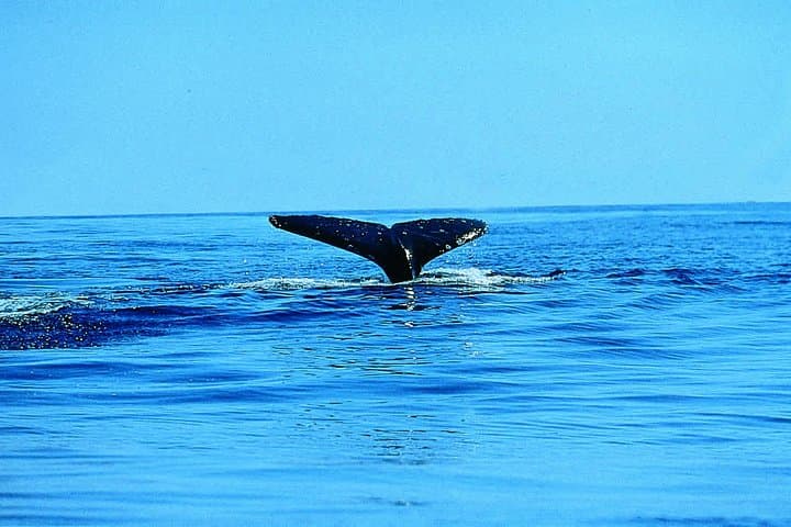 Sea Kayak Whale Watching in Batemans Bay Marine Park photo 2