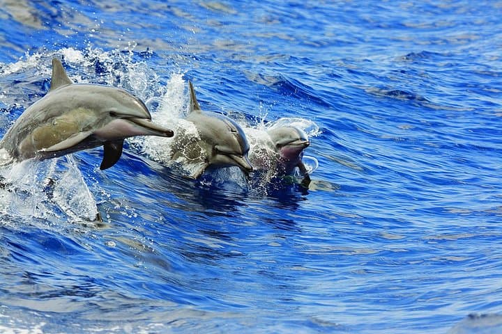 Exploring Kona-Kohala Coast: Waikoloa Catamaran Snorkel Sail with Lunch photo 6