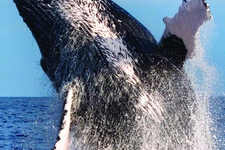 Waikiki Deluxe Catamaran Whale Watch — Honolulu Whale Watching Cruise from Kewalo Basin photo 4