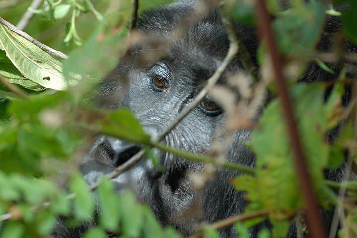 5-Day Gorilla Trekking Safari in Bwindi & Lake Mutanda, Uganda