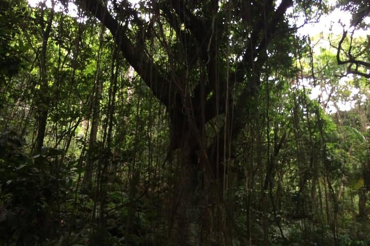 Mount Liamuiga Volcano Crater Hike — 360° Summit Views in St Kitts photo 2