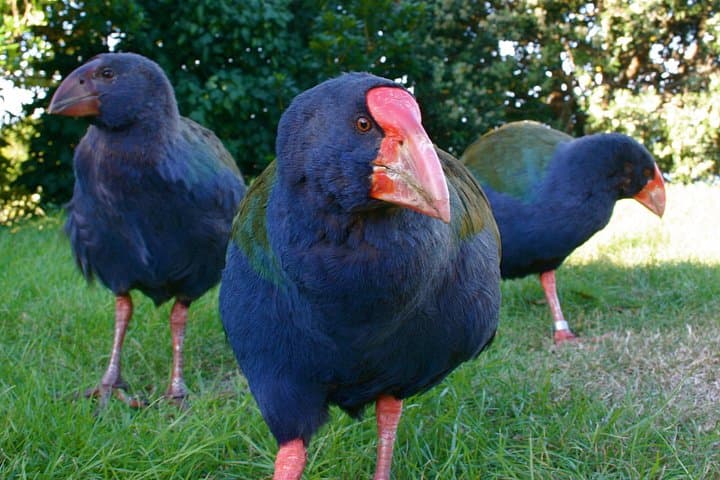 Kapiti Island Classic Guided Day Tour — Wildlife Walks & Ferry from Paraparaumu photo 2