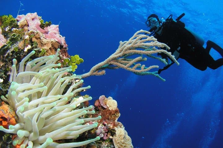 Discover Scuba Diving in Playa del Carmen: Intro Reef Dive with PADI photo 2